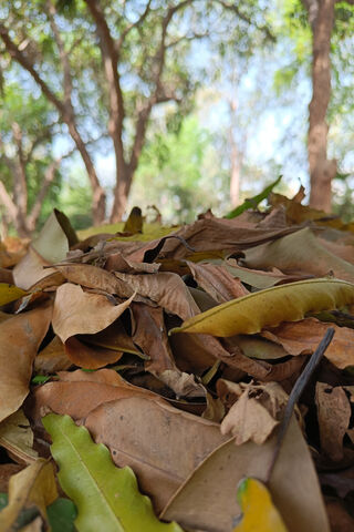 Nature's Carpet: The Beauty of Fallen Leaves 🍂