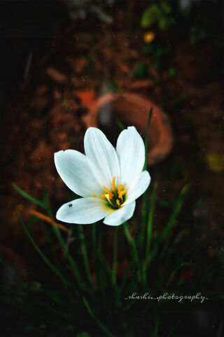 Daisy Dreams: A Touch of Nature's Elegance 🌼✨