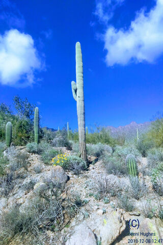 Desert Cactus