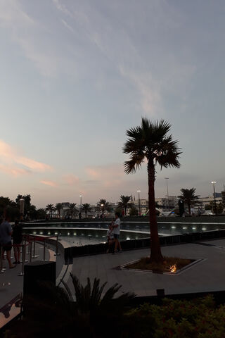 Dubai's Oasis: The Majestic Palm
