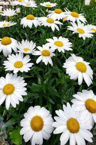 Daisy June Wallpaper - Download to your mobile from PHONEKY