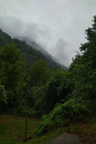 Enchanted Whispers of the Deep Forest 🌲✨