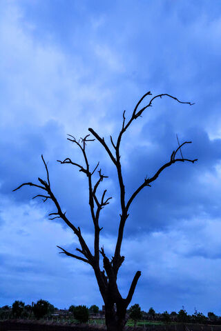 Whispers of the Past: The Silent Sentinel