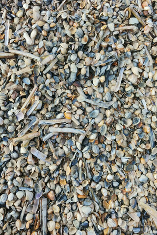 Treasures of the Shore: Dutch Shells Collection 🐚🌊