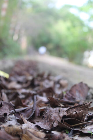 Whispers of Autumn: The Beauty of Dry Leaves 🍂