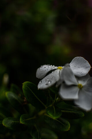 Nature's Pearls: A Close-Up of Dewy Delights 🌧️✨