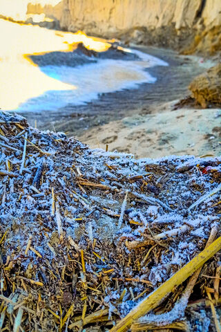 Frosty Serenity: Nature's Winter Canvas ❄️🌾