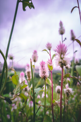 Whispers of Spring: A Field of Daisy Dreams 🌼✨