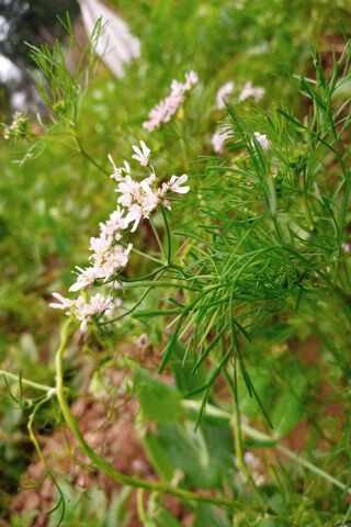 Dhaniya Delight: The Beauty of Coriander Blossoms 🌼🌿