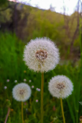 Whispers of the Wind: The Dandelion's Dance 🌼🍃
