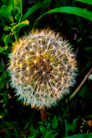 Whispers of the Wind: The Dandelion's Journey 🌼✨