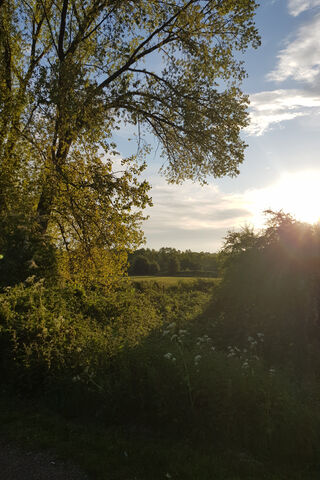 Awakening Nature: A Serene Dawn