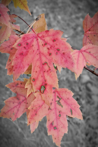 Autumn's Embrace 🍂✨