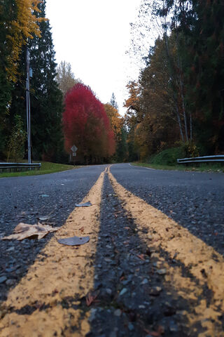 Autumn Pathway: A Journey Through Fall 🍂🚶 