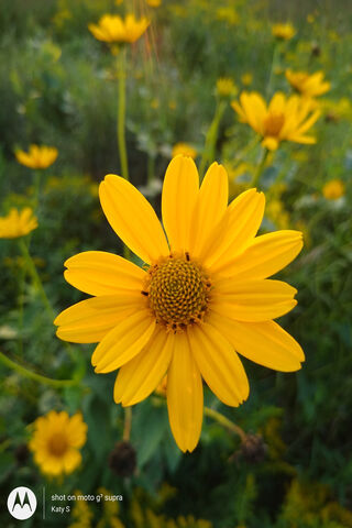 Golden Blooms: A Sunlit Meadow
