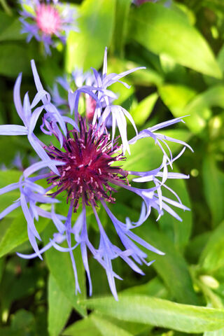 Flo: The Dancing Blossom 🌸✨