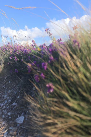 Flower Field