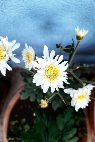 Blossoms of Serenity 🌼