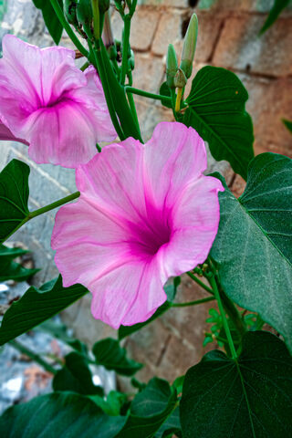 Flor: The Beauty of Nature's Palette 🌸