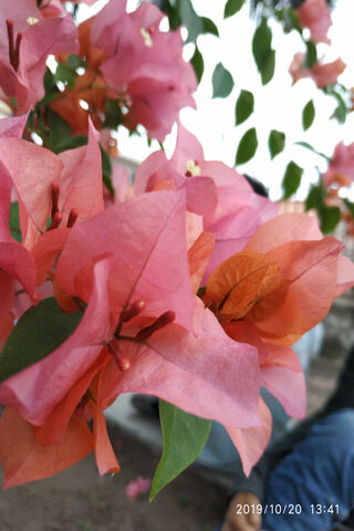 Blooming Beauty: The Charm of Bougainvillea 🌸