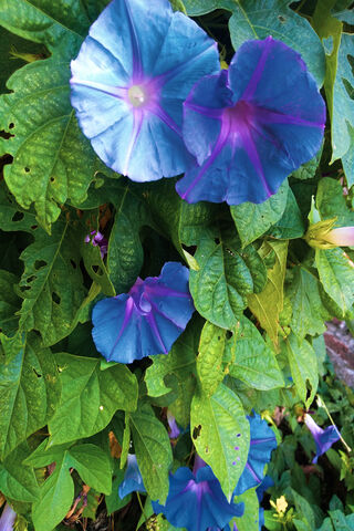 Blooming Beauty: The Enchantment of Flores 🌸✨