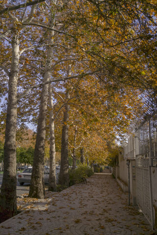 Fall In Shiraz-iran