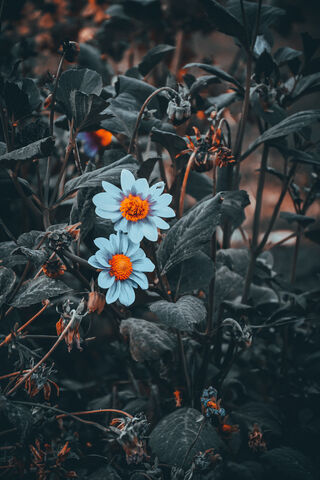 Blooming Beauty: A Touch of Color in Nature