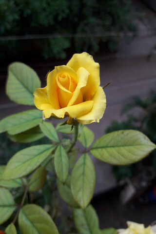 Golden Blooms on the Forest Path 🌼🌿