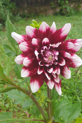 Flori: The Blooming Beauty 🌸