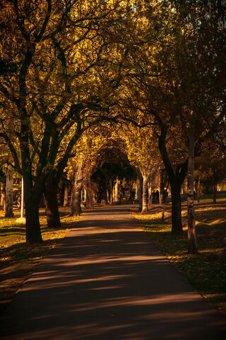 Autumn's Golden Path 🍂✨