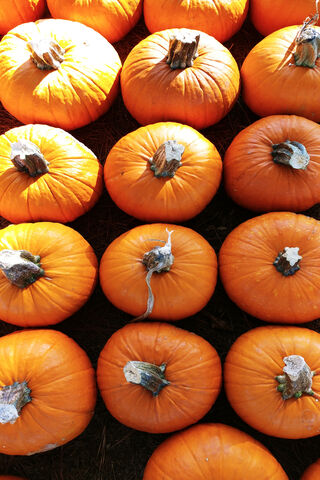 Fall Pumpkins