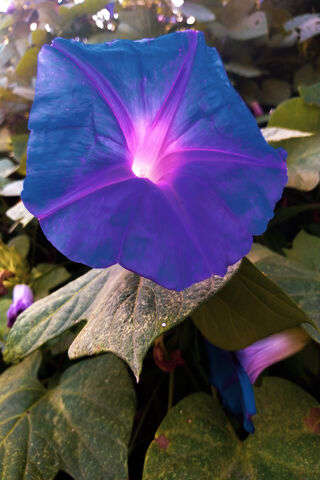 Flor: The Enchanting Morning Glory 🌸✨