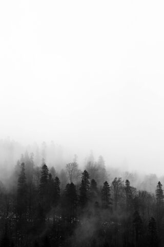 Foggy Forest