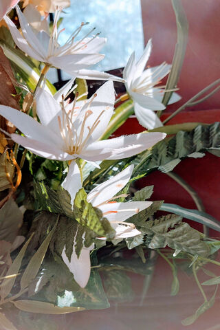 Sunlit Blossoms 🌼☀️