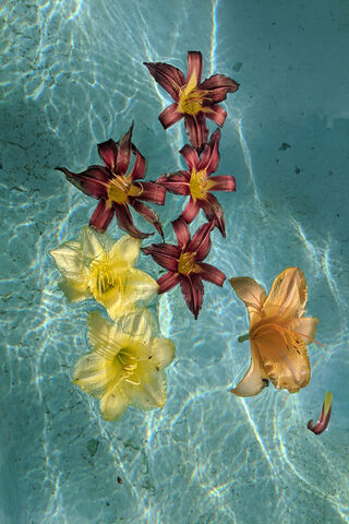 Blooming Serenity: A Floral Dance in Water 🌸💧