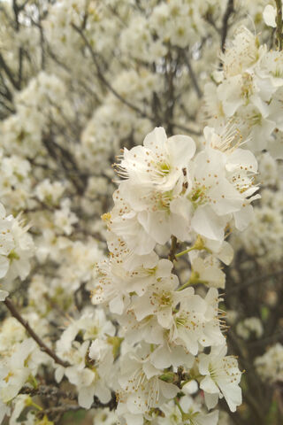 Whispers of Fleur Blanche: Nature's Elegance 🌸✨