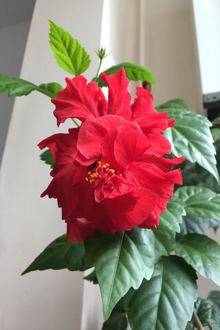 Radiant Red Hibiscus: Nature's Showstopper 🌺✨