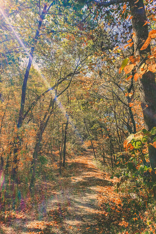 Fall Woods