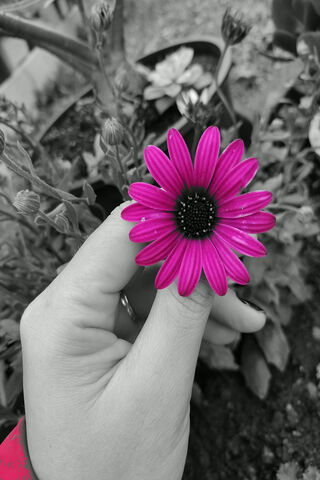 Flor: A Burst of Color in a Monochrome World 🌸✨