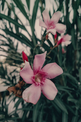 Whispers of Spring: The Delicate Flower Blossom 🌸