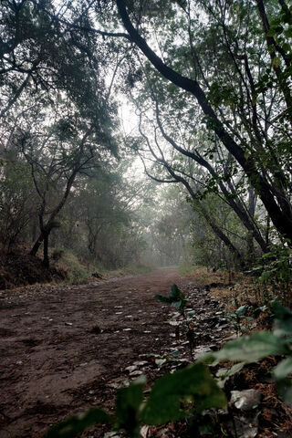 Enchanted Pathway Through the Woods 🌲✨