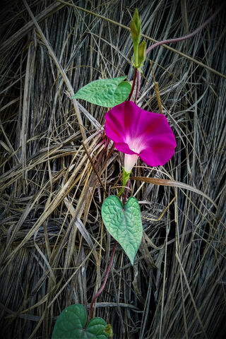 Flowers Purple