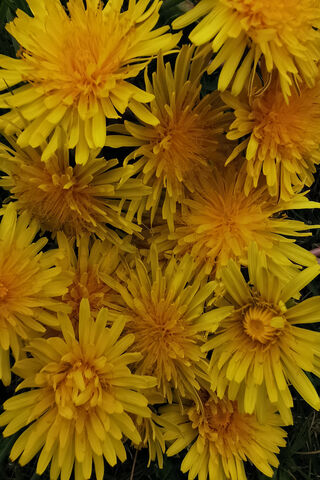 Golden Blooms: The Cheerful Dandelions 🌼✨