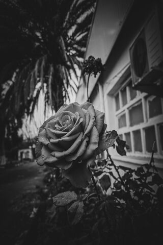 Elegance in Shadows: A Monochrome Rose