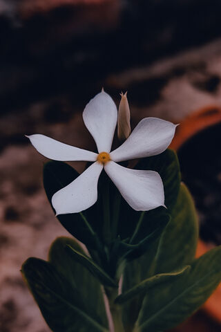 Whispers of Nature: The Elegant Flower 🌼✨