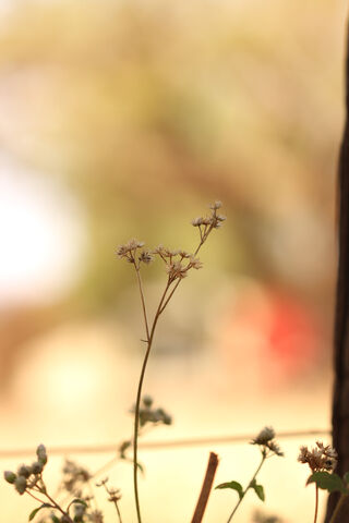 Whispers of Nature: A D..