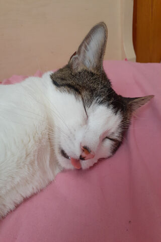 Dreamy Fisherman 🐾🎣