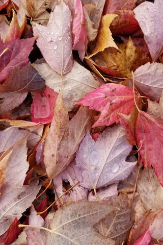 Fall Leaves