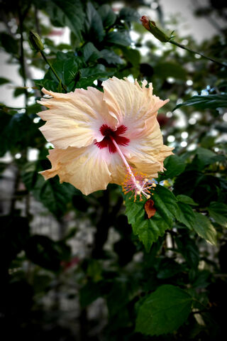 Hibiscus Harmony: Nature's Artistry 🌺✨