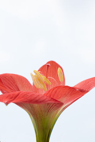 Blossoming Beauty: The Amaryllis